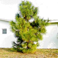 Pinus elliotii - kto zna nazw polsk? himalajska?