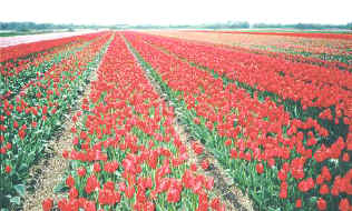 tulipanowe pola na dugo pozostan synonimem Holandii