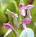 orchidea - storczyk